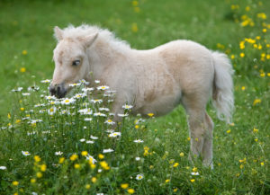 A white horse at River Quest Group Home in Soldotna, Alaska in a field of flowers.