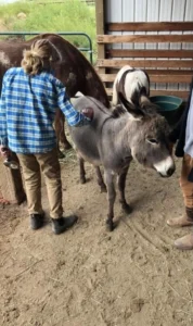 donkey